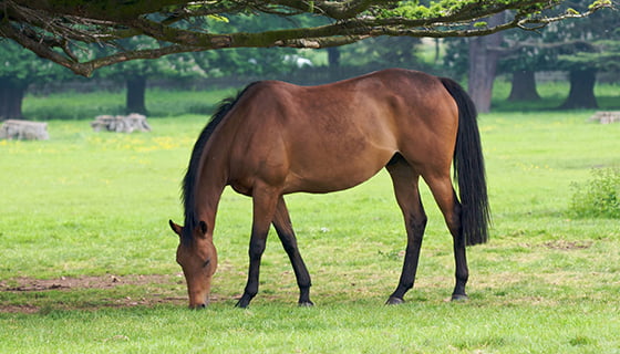 Horse in grass at Whatton Gardens